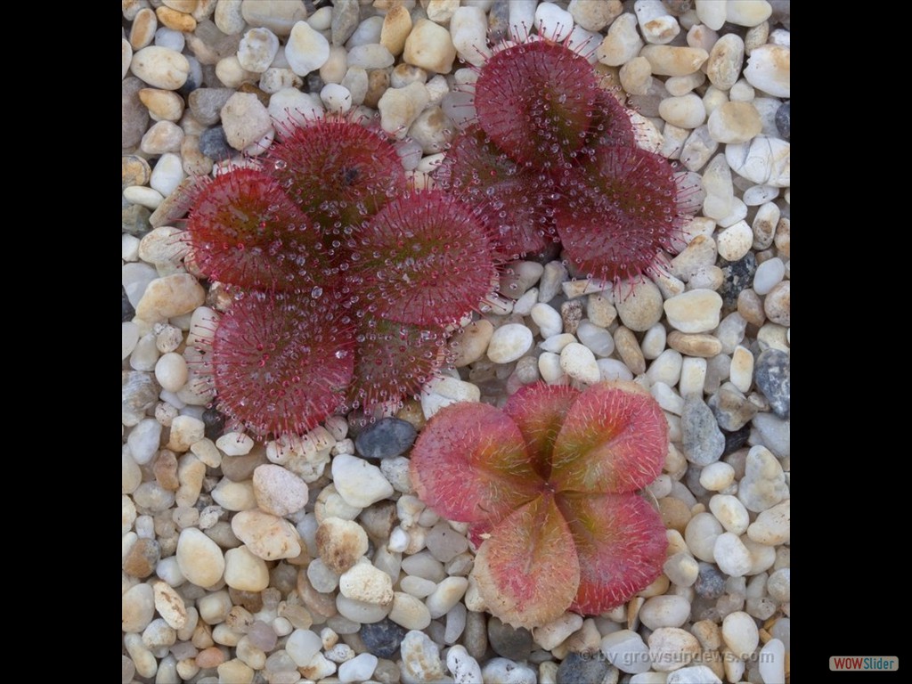 Drosera erythrorhiza aff. West of Northcliffe  2 DERY2