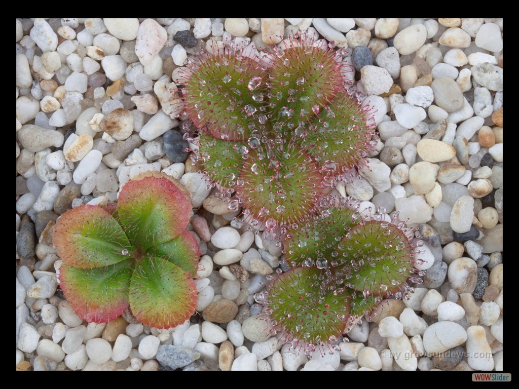 Drosera erythrorhiza aff. West of Northcliffe DERY2