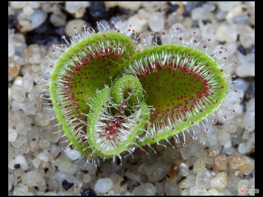 Drosera erythrorhiza awakening