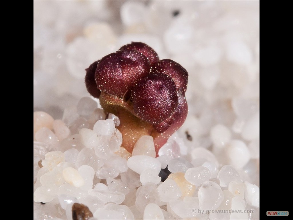 Drosera erythrorhiza awakening Flower 1