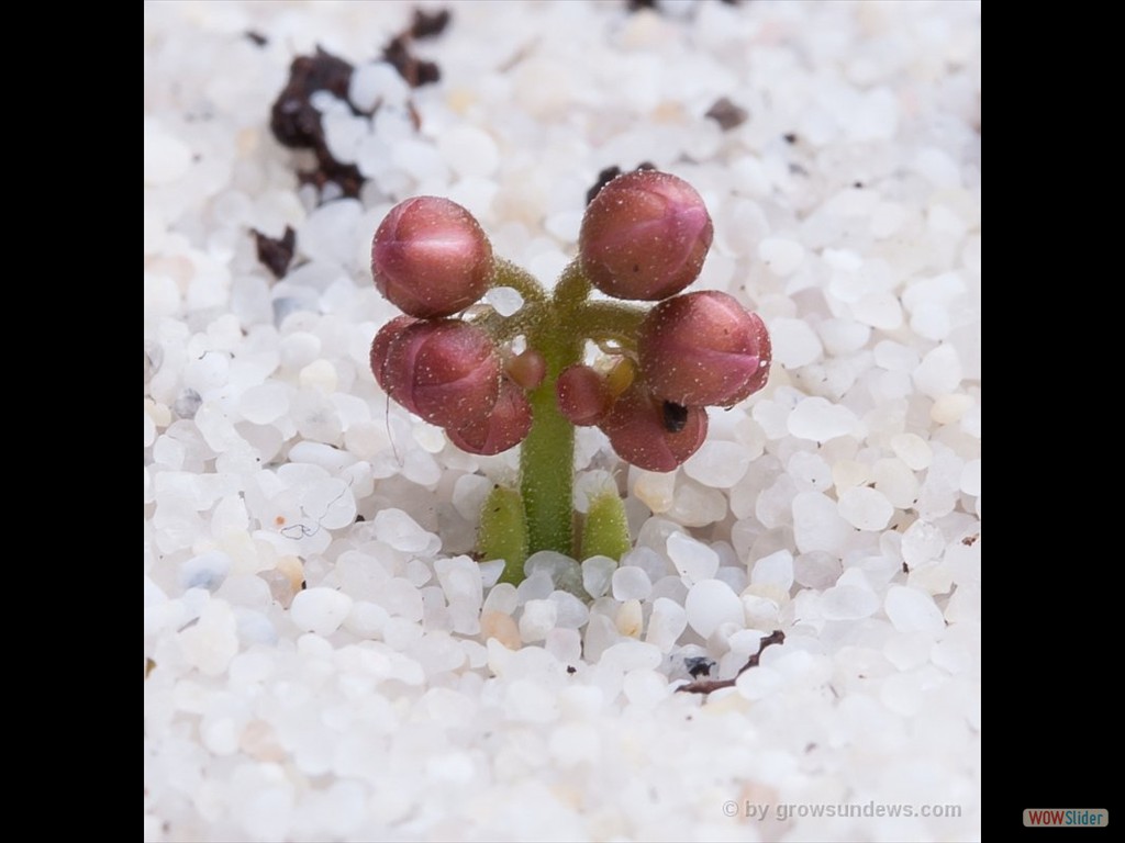 Drosera erythrorhiza awakening Flower 3