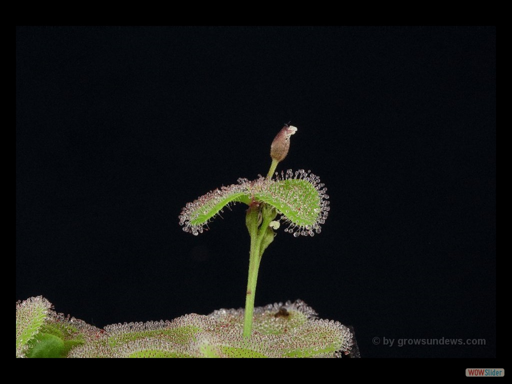 Drosera erythrorhiza DERY9 with kindel