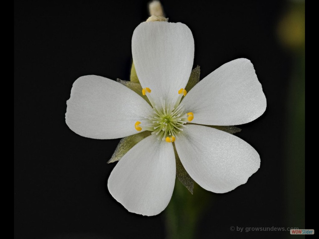 Drosera erythrorhiza flower