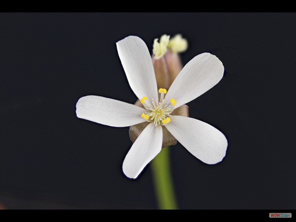 Drosera erythrorhiza flower