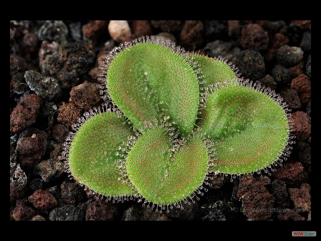 Drosera erythrorhiza JP