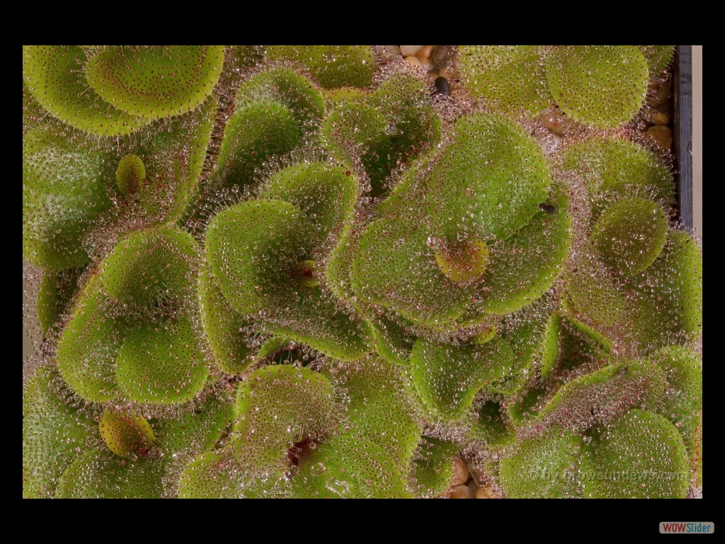 Drosera erythrorhiza many plants