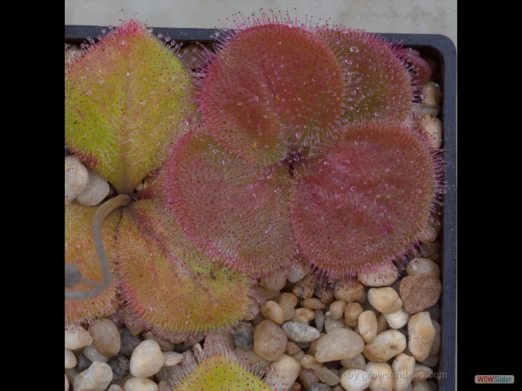 Drosera erythrorhiza nearly red plants 2 DERY9