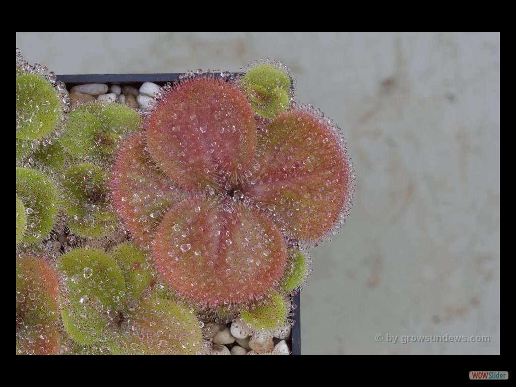 Drosera erythrorhiza nearly red plants DERY9