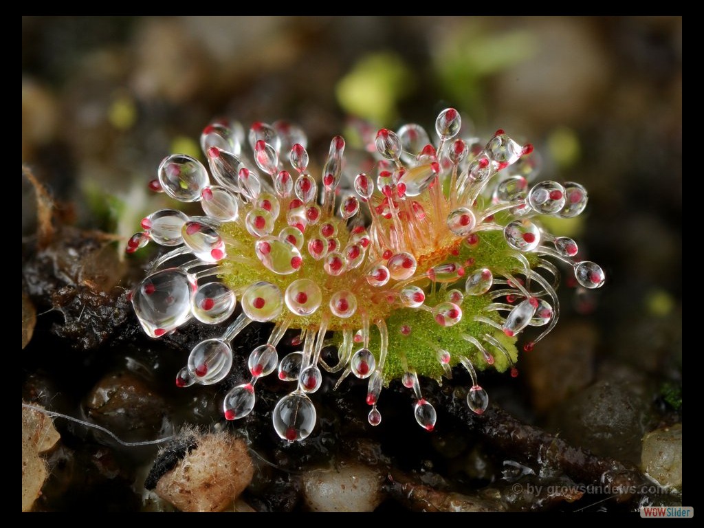 Drosera erythrorhiza small