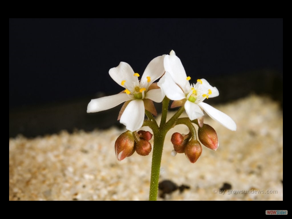 Drosera erythrorhiza two flowers