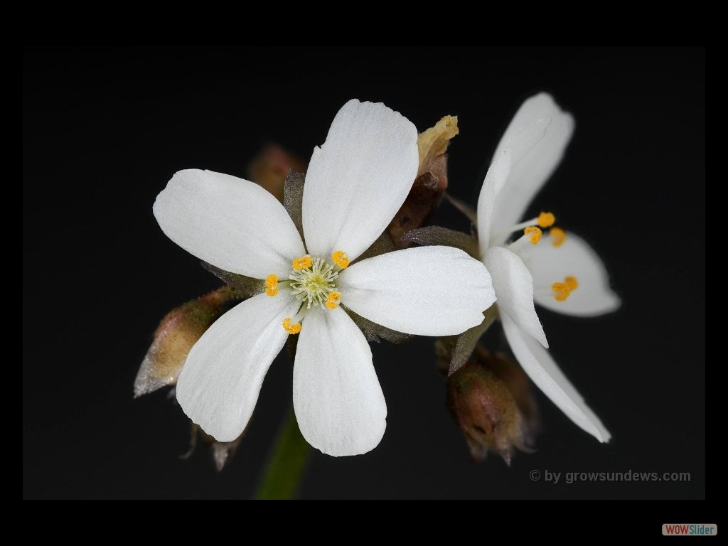 Drosera erythrorhiza two flowers JP