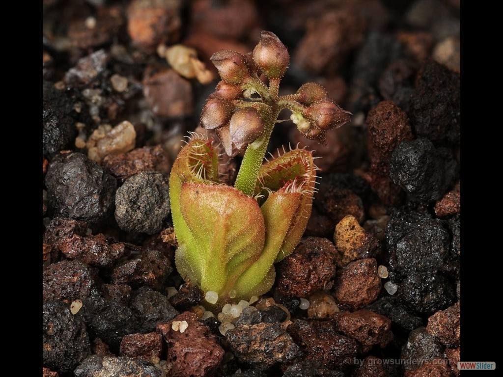 Drosera erythrorhiza with flower bud