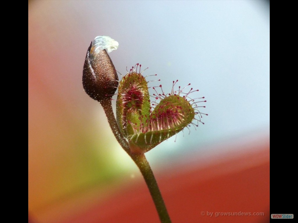 Drosera erythrorhiza with Keiki Ra2