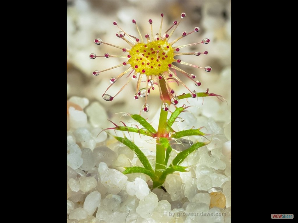 Drosera fimbriata