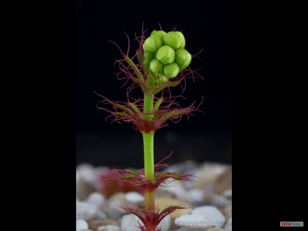 Drosera fimbriata closed flower 2 DFIM2