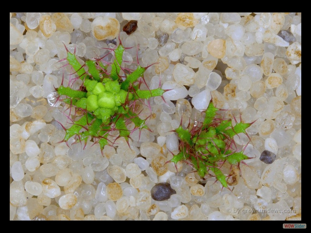 Drosera fimbriata closed flowers 2 DFIM2