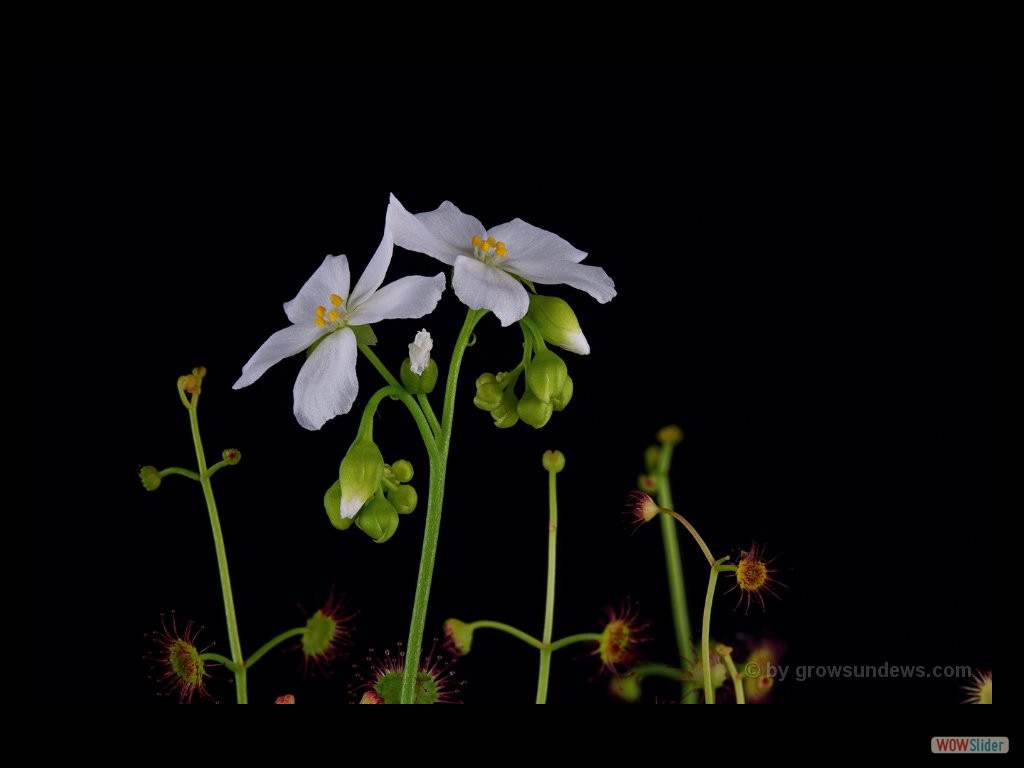 Drosera fimbriata flower