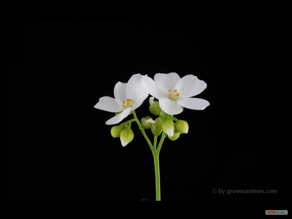 Drosera fimbriata flower DFIM1