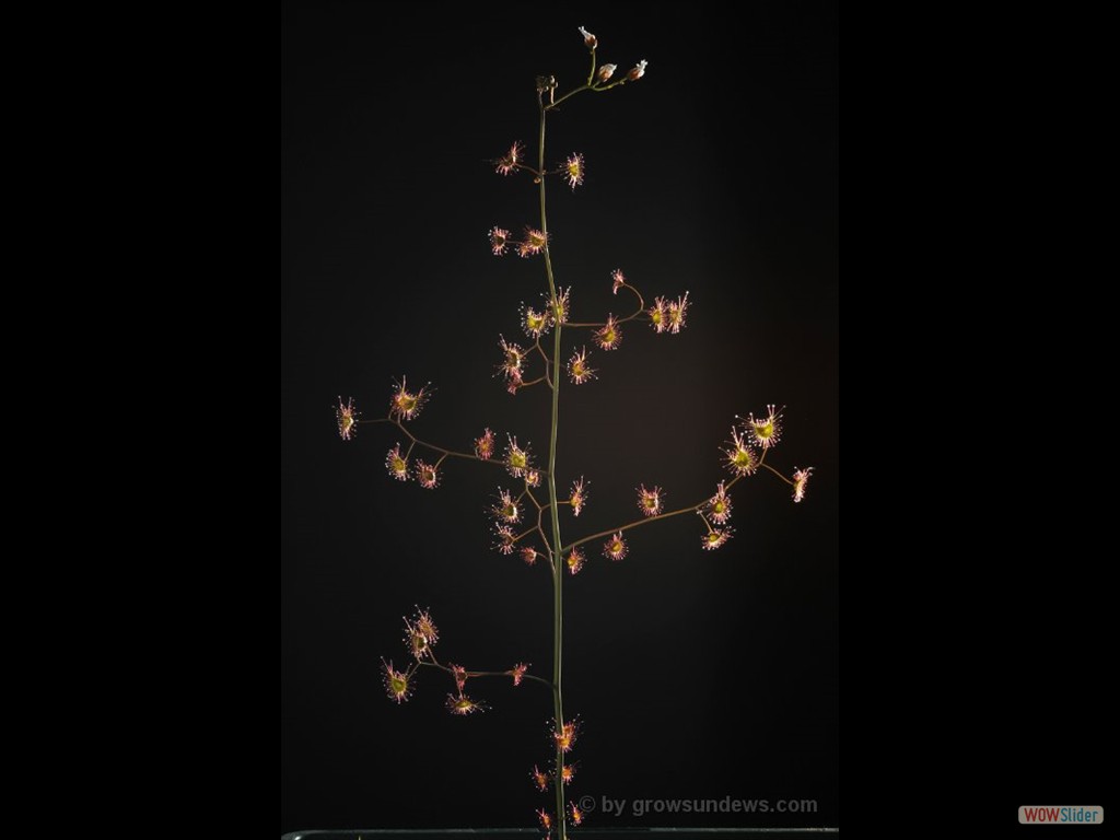 Drosera gigantea 1