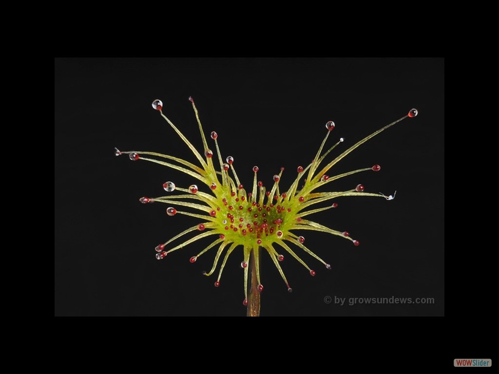 Drosera gigantea lamina 2