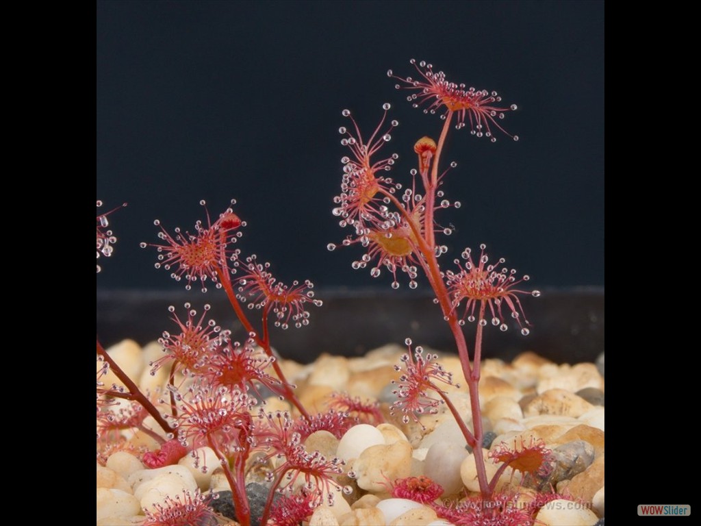 Drosera gracilis