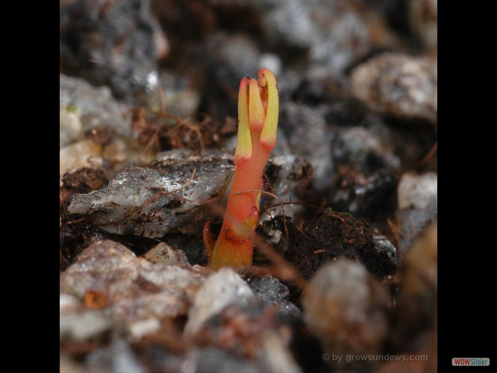 Drosera graniticola 2