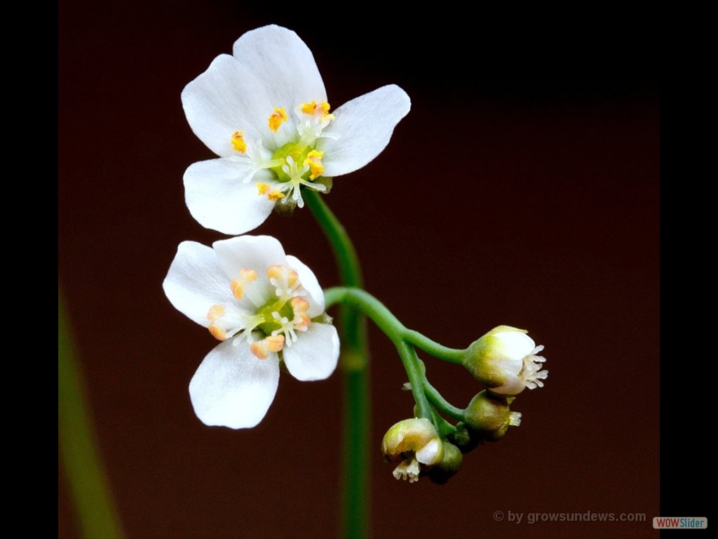 Drosera graniticola flower 1