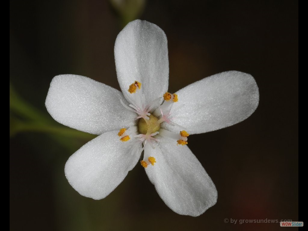 Drosera graniticola flower 2