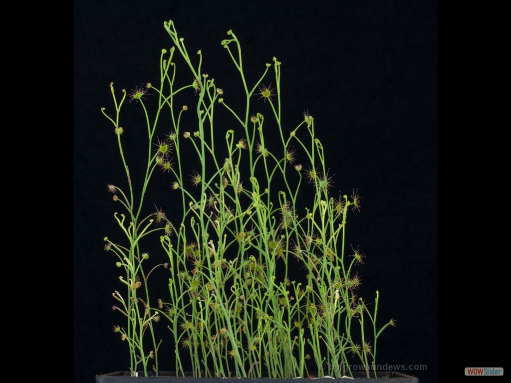 Drosera graniticola forest 2