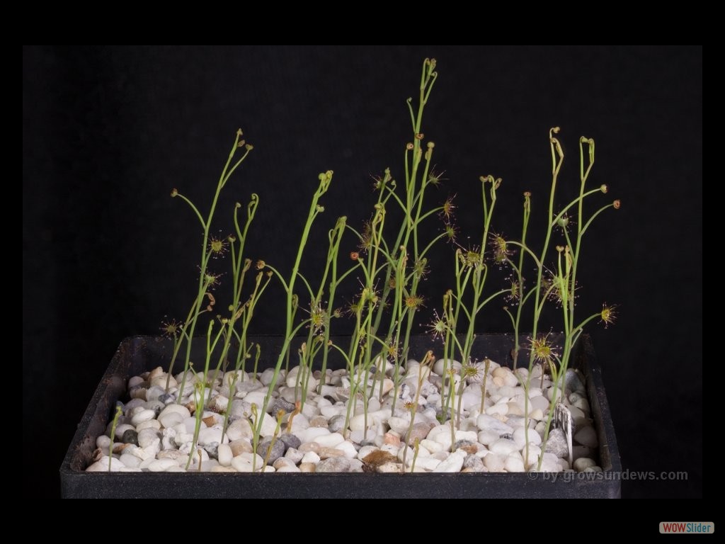 Drosera graniticola many young