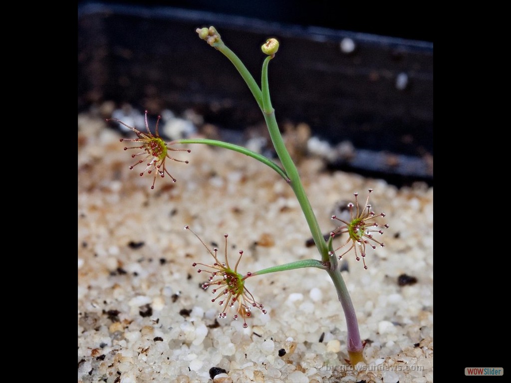 Drosera granticola 1