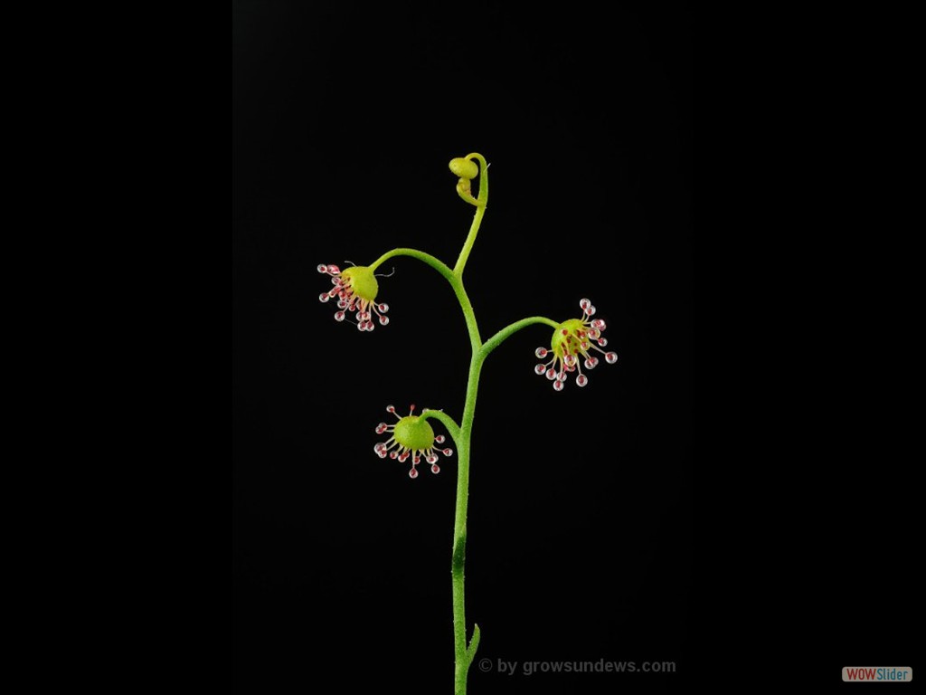 Drosera heterophylla 2