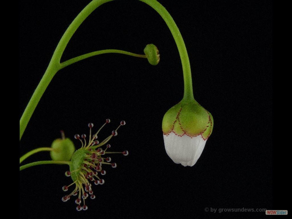 Drosera heterophylla closed flower DHET1