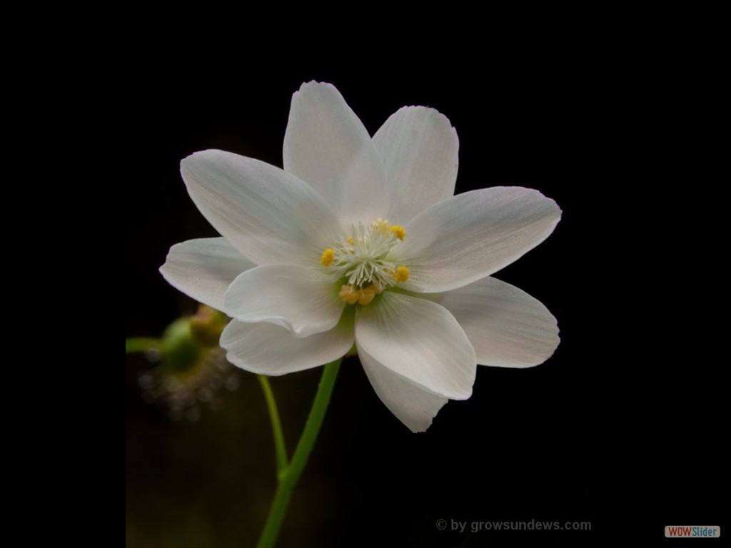 Drosera heterophylla flower DHET1