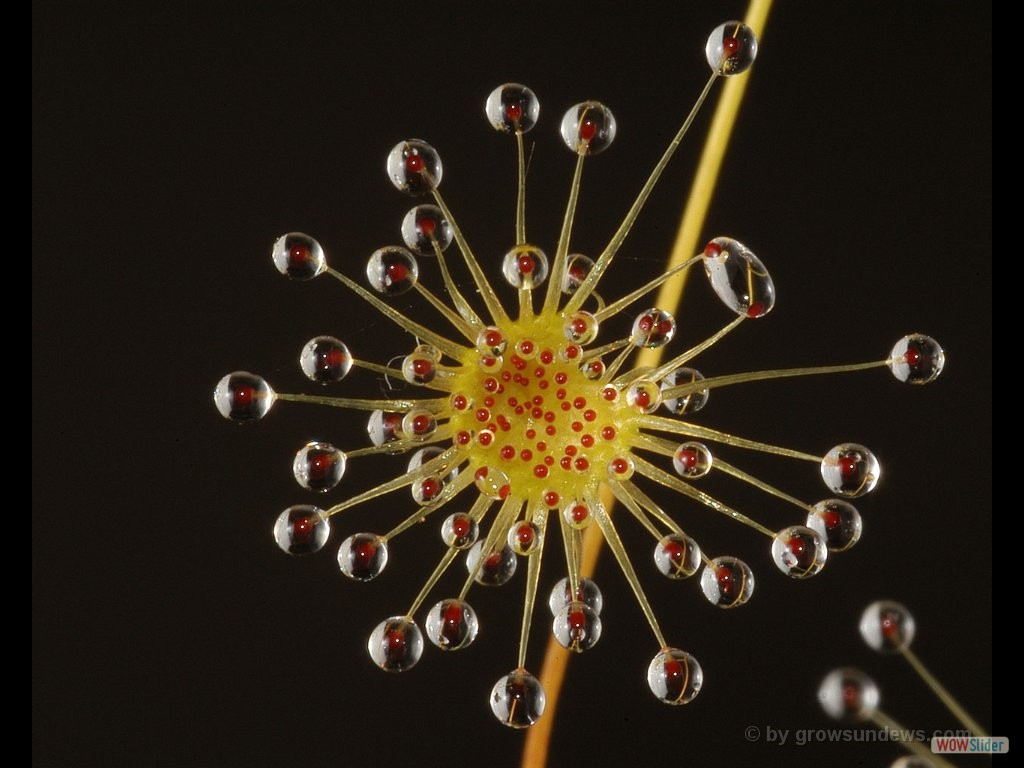 Drosera heterophylla lamina