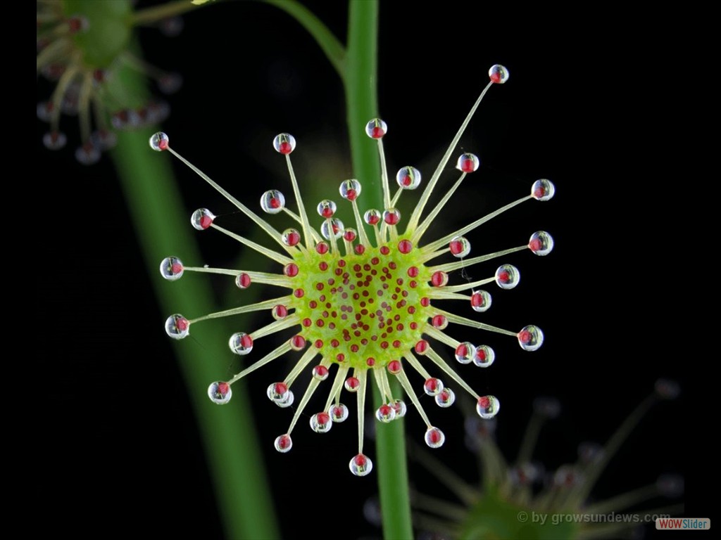 Drosera heterophylla leaf DHET2