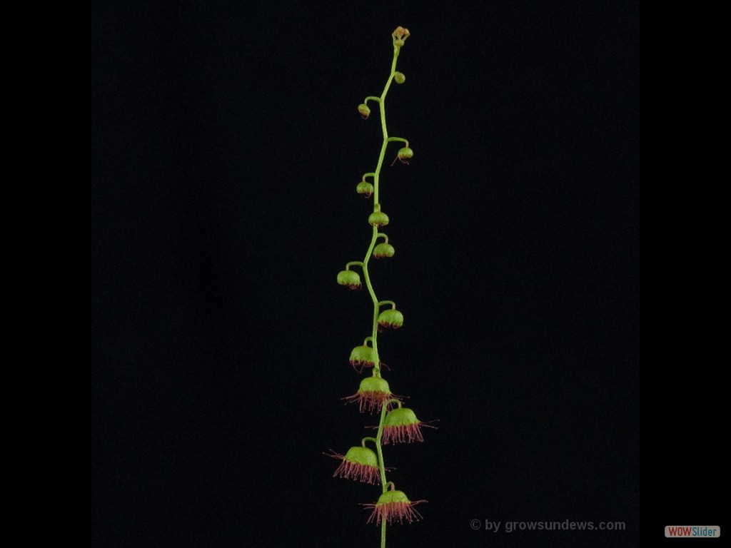 Drosera hirsuta young DHIR1