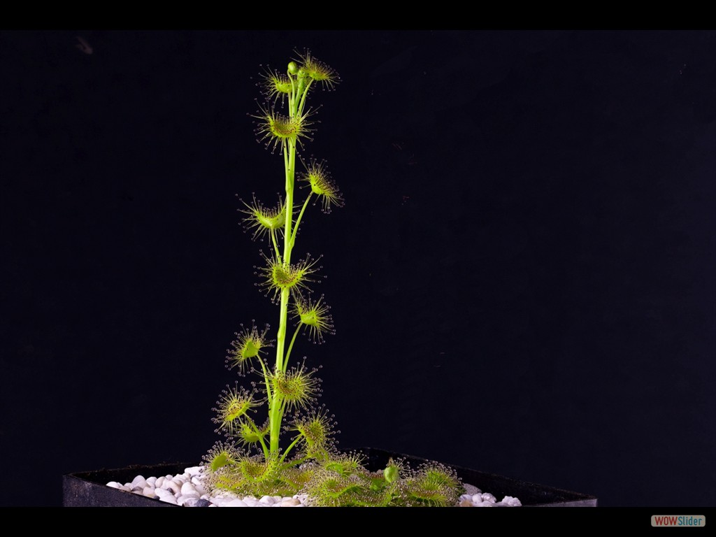 Drosera hookeri