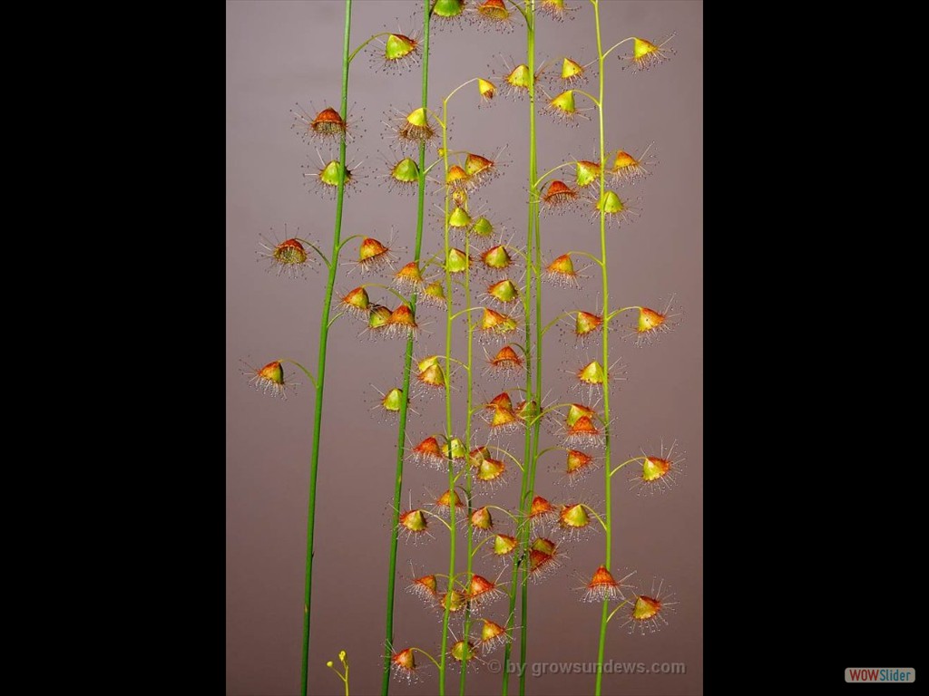 Drosera huegeli 1