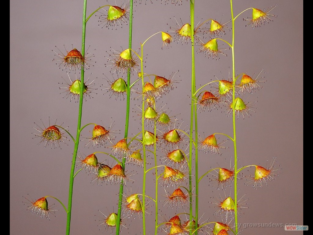 Drosera huegeli 2