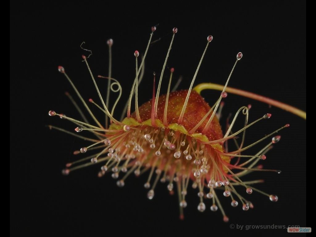 Drosera huegeli trap