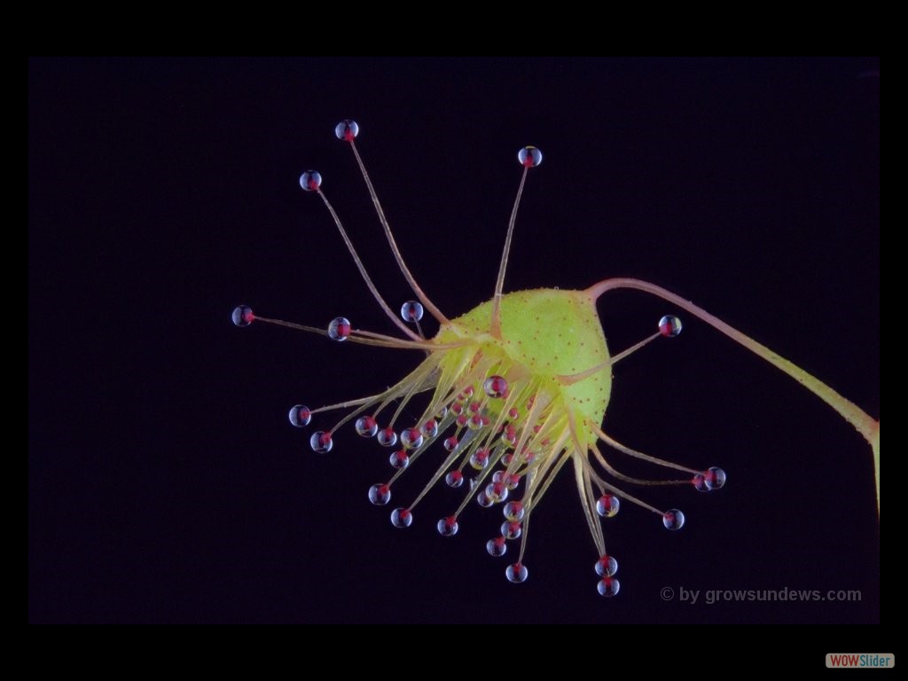 Drosera huegelii leaf DHUG3