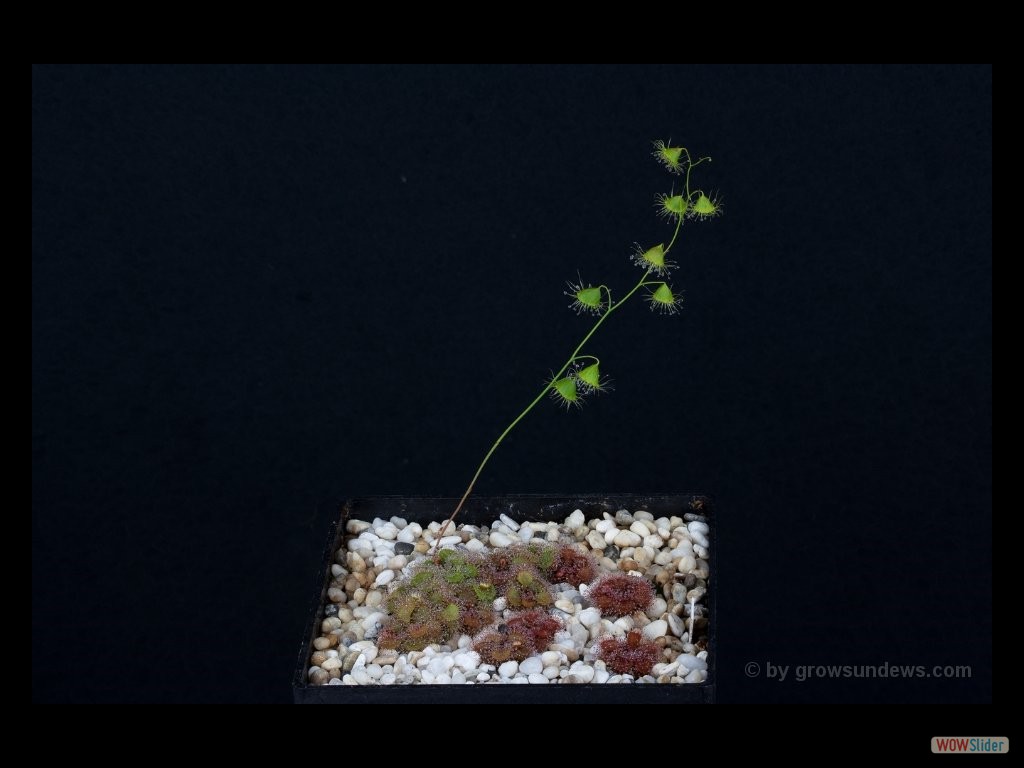 Drosera huegelii seedlings second jear DHUG4