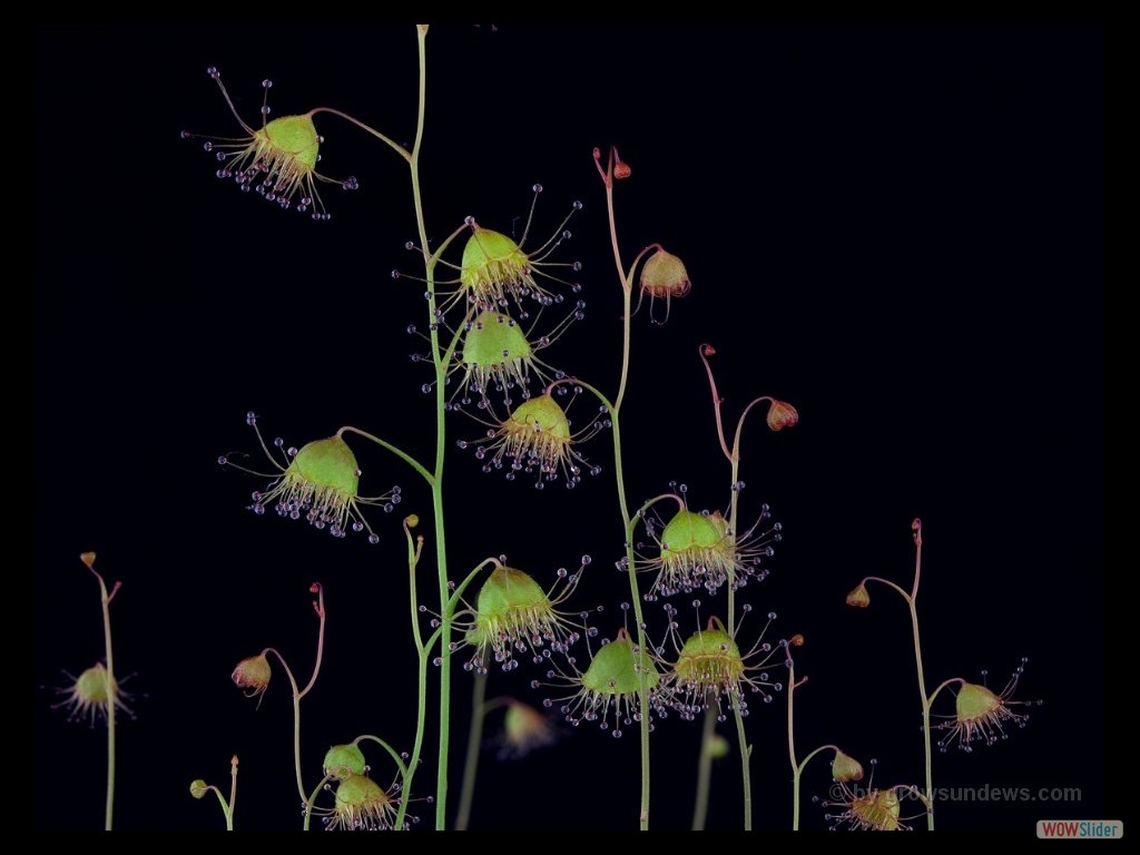 Drosera huegelii young plants