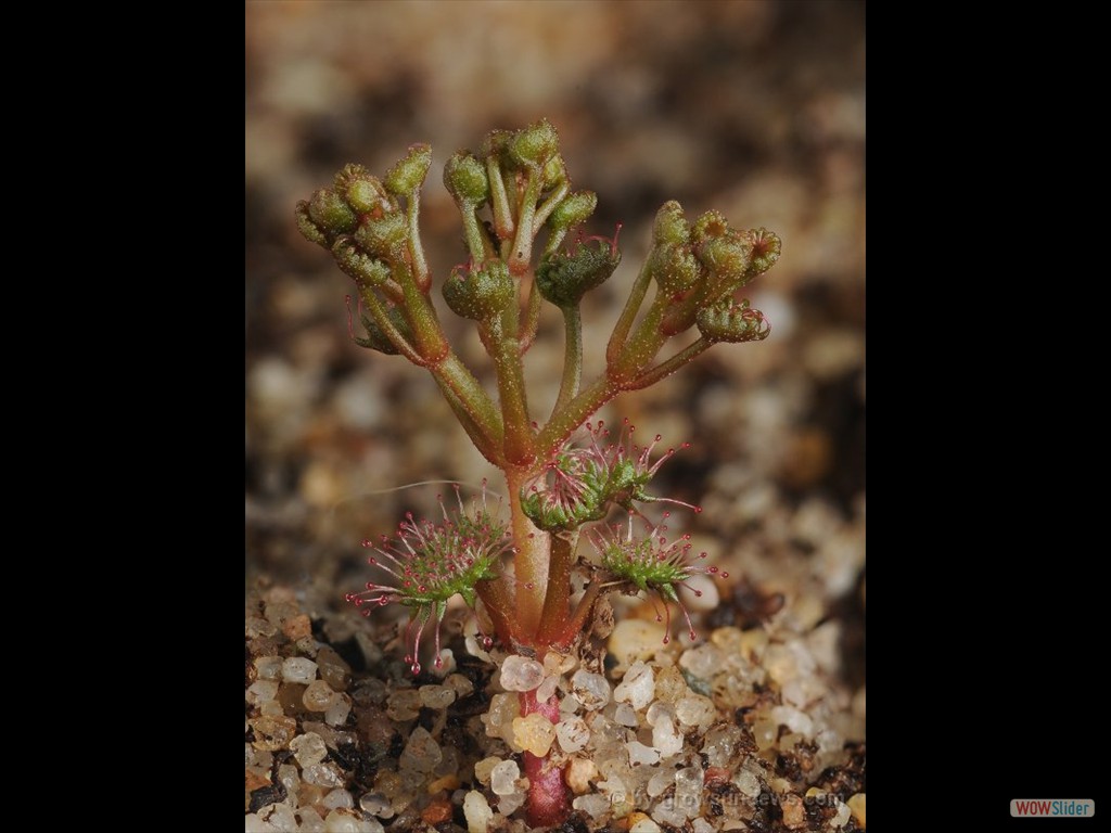 Drosera humilis 1