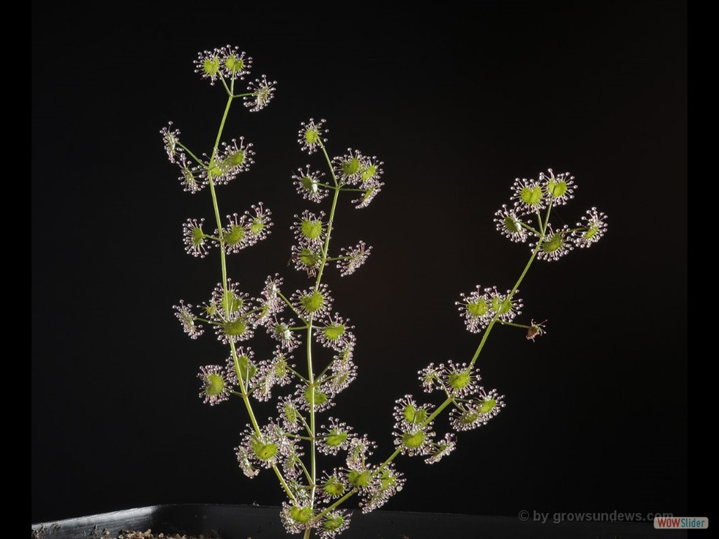 Drosera humilis 2