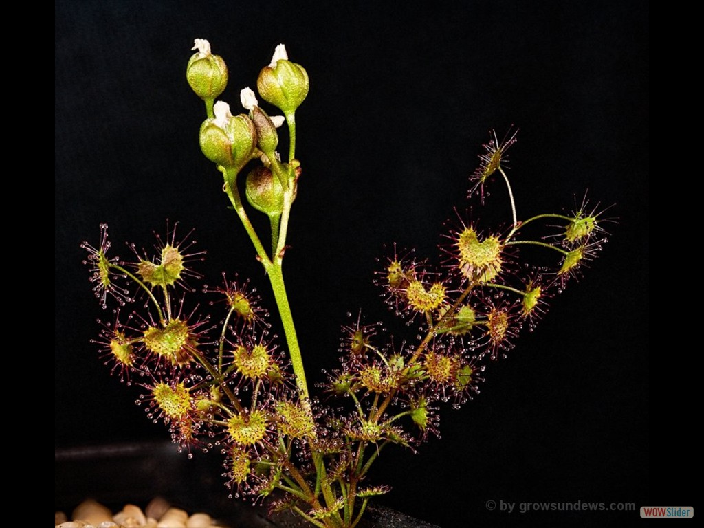 Drosera humilis 3