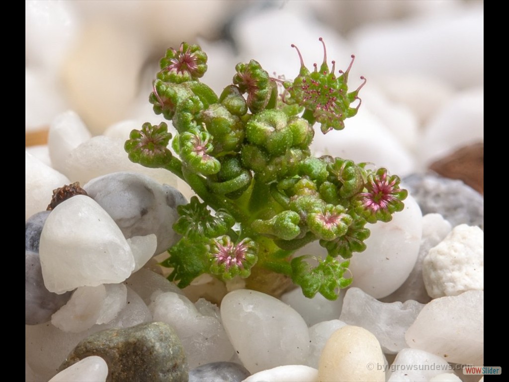 Drosera humilis awakening