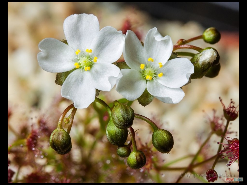 Drosera humilis flower