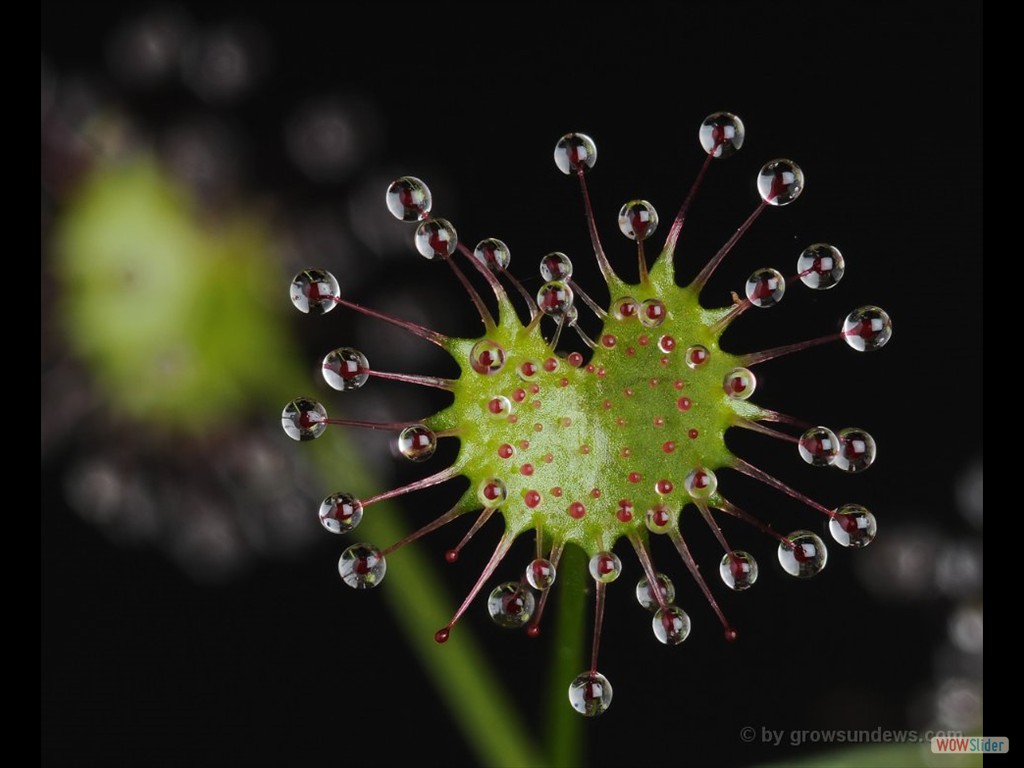 Drosera humilis trap